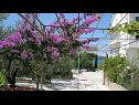 Apartments Ljuba - nice garden: A2(4+1) Plavi, A4(8+1), A1(2+2) Okrug Gornji - Island Ciovo  - flourish plant (house and surroundings)